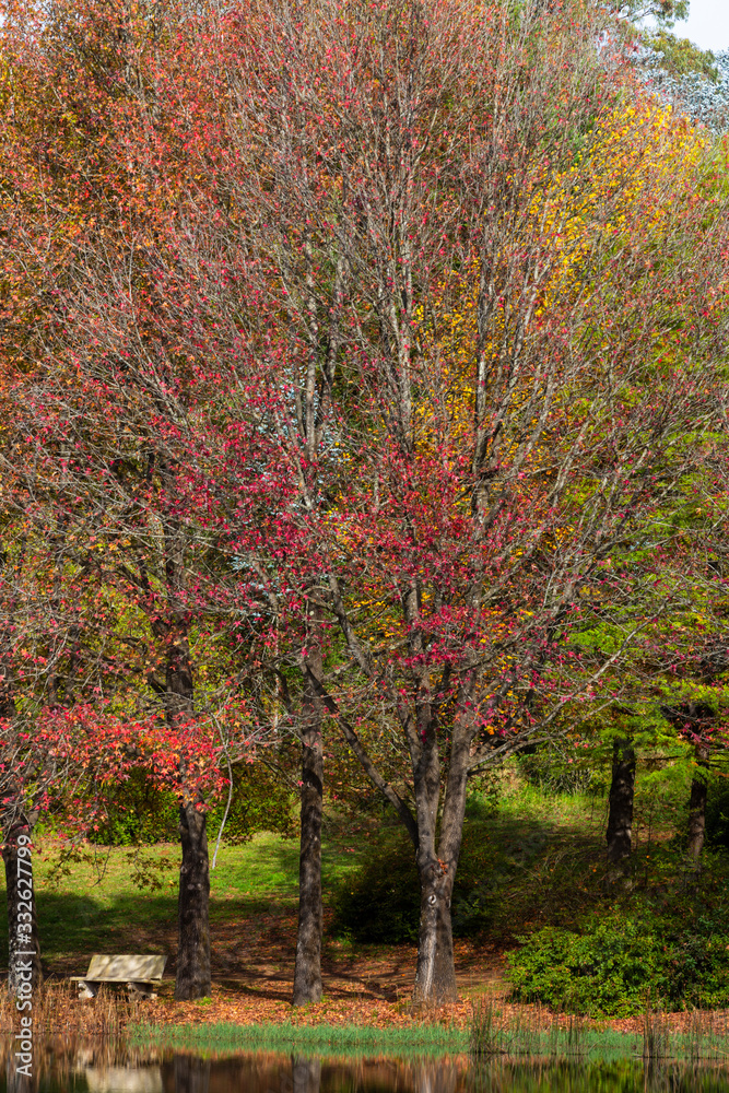 Red and yellow colored autumn leaves in the trees