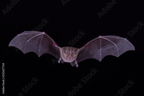 Greater Horseshoe Bat