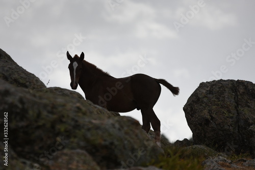 caballo marron © Hector