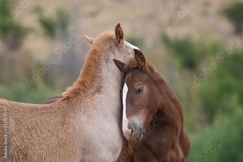 amor entre caballos photo