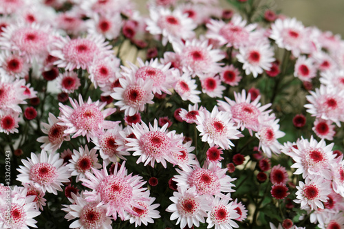 Beautiful pink chrysanthemum as background picture