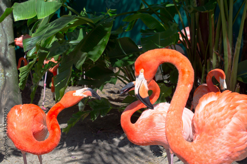 Beautiful flamingos in the park. Orlando Florida. photo