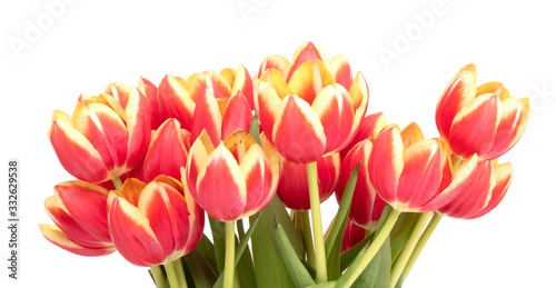 Red and yellow tulips in a vase