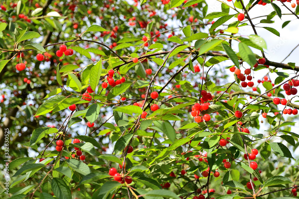 Obraz premium Cueillette cerises en vallée de Seine, variété montmorency acidulée pour eau-de-vie