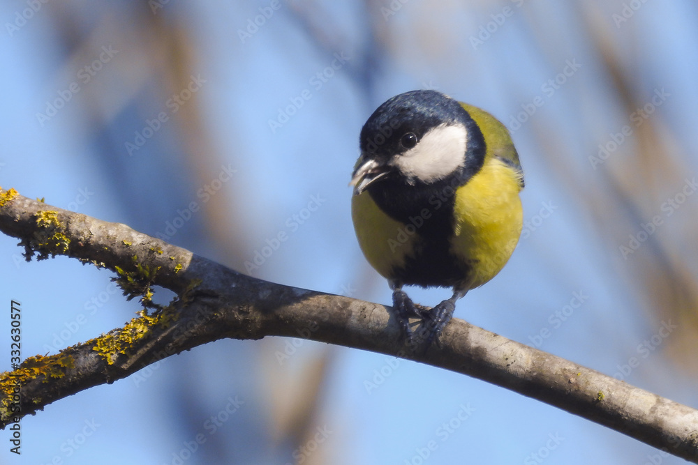 Obraz premium cinciallegra (Parus major) su ramo,ritratto con cibo tra le zampe