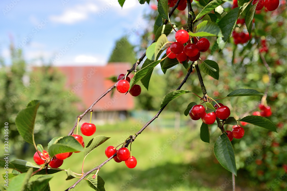 Obraz premium Cueillette cerises en vallée de Seine, variété montmorency acidulée pour eau-de-vie