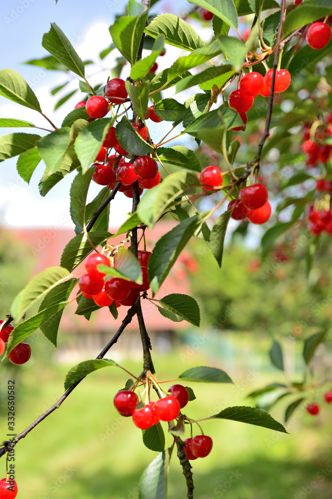 Cueillette cerises vallée de Seine, variété montmorency Cueillette cerises vallée de Seine, variété montmorency