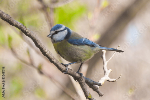 Cinciarella (Cyanistes caeruleus) su ramo,ritratto