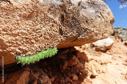 big green caterpillar insatiable on a rock