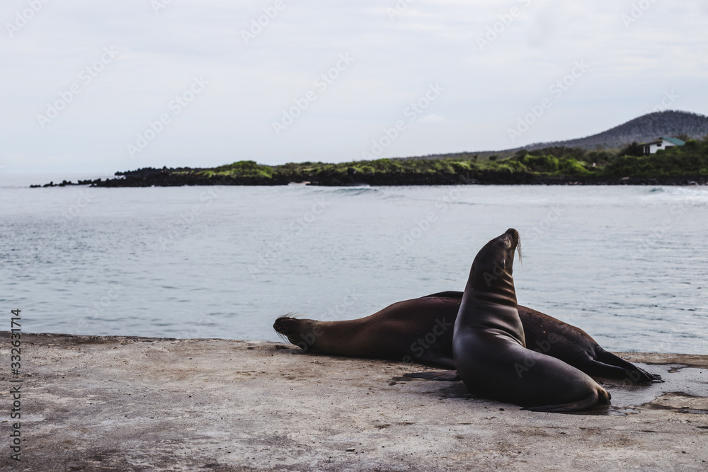 Fototapeta premium Two lazy sea lions sleeping on a jetty of the Galapagos Islands, Ecuador on a cloudy day