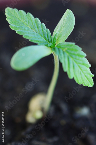 Marijuana seedling, macro photography. Natural lighting of of small cannabis sprout. 