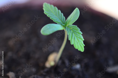 Marijuana seedling, macro photography. Natural lighting of of small cannabis sprout.  photo