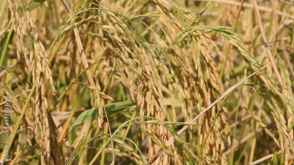Paddy rice crop , rice stalks swaying in the wind, rice field Paddy rice crop , rice stalks swaying in the wind, rice field
