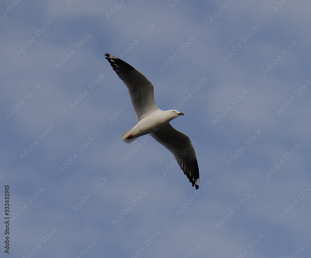 Seagull in full flight over a park lake in Melbourne Australia Seagull in full flight over a park lake in Melbourne Australia