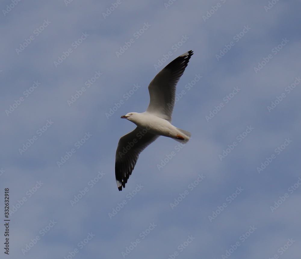 Obraz premium Seagull in full flight over a park lake in Melbourne Australia