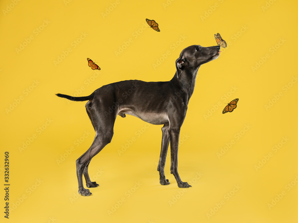 Cute Italian Greyhound dog and butterflies on yellow background Cute Italian Greyhound dog and butterflies on yellow background
