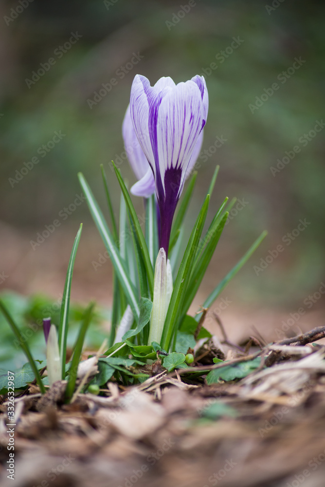 closeup of purple crocus flowers and in the meadow closeup of purple crocus flowers and in the meadow