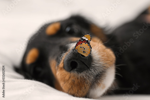 Cute dog and butterfly on white fabric at home, closeup. Friendly pet © New Africa