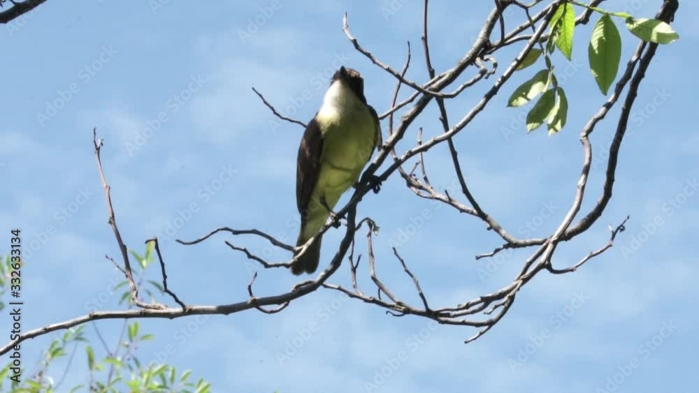 A Great Kiskadee stands on a tree branch and looks around A Great Kiskadee stands on a tree branch and looks around