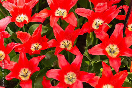 Dutch tulips growing on a flowerbed in spring