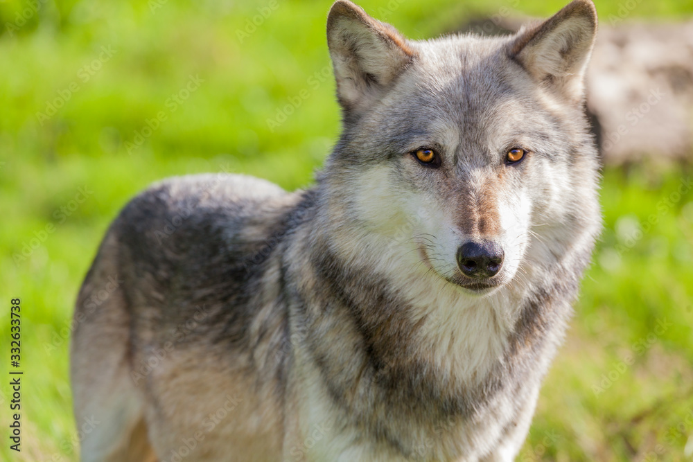 North American Gray Wolf