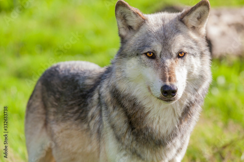 Fototapeta Naklejka Na Ścianę i Meble -  North American Gray Wolf