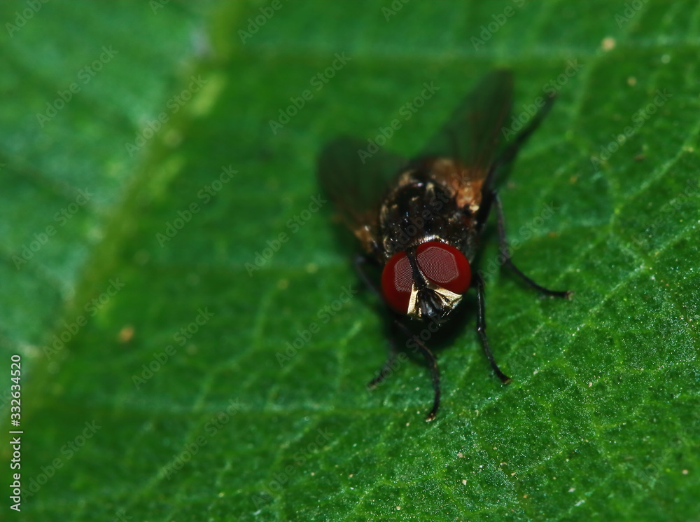 Small fly insects in macro photography on background Small fly insects in macro photography on background
