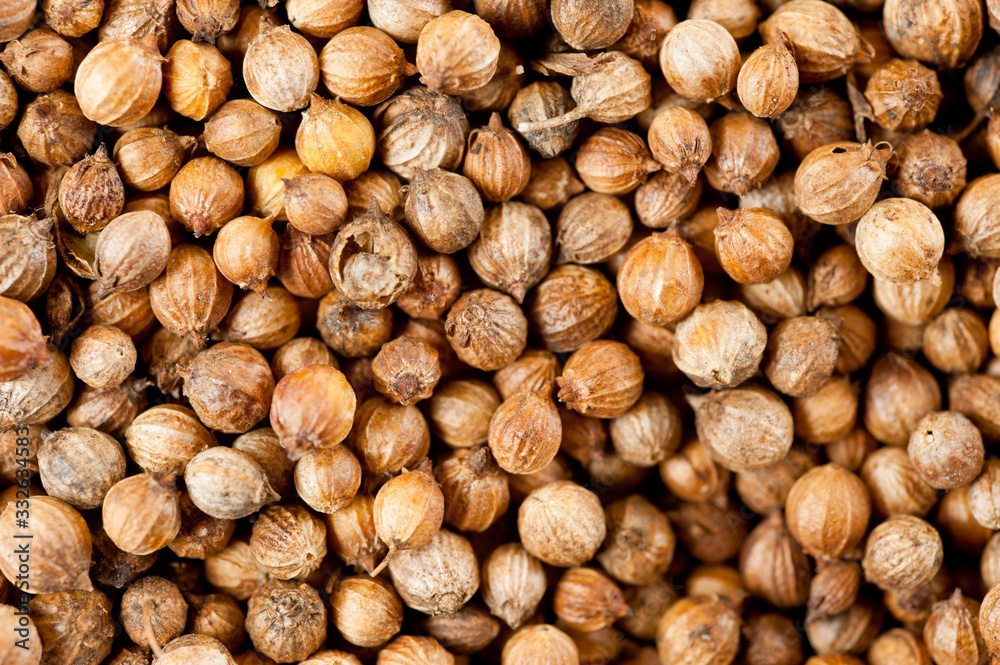 Coriander grains shot large on a wooden background. Background for spices and cuisine. Coriander grains shot large on a wooden background. Background for spices and cuisine.