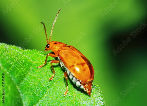 red black striped fluffy beetle sits on leaf © changephoto
