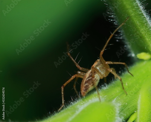 Macro Photography of Jumping Spider on Green Leaf © changephoto