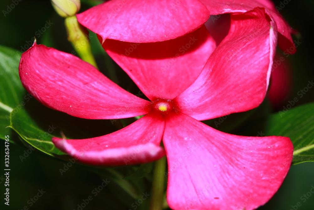 Madagascar periwinkle or Catharanthus roseus or Rose periwinkle