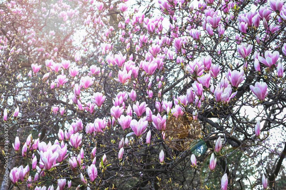 Blooming magnolia tree in sunlight, beautiful nature background.