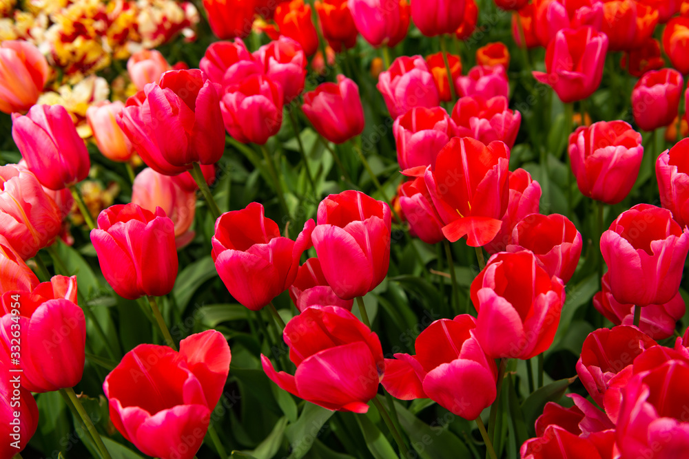 Dutch tulips growing on a flowerbed in spring Dutch tulips growing on a flowerbed in spring