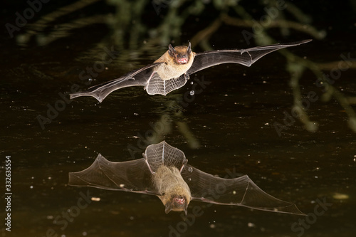 Soprano Pipistrelle Bat Drinking