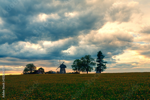 Sunset over a field of dandelions and a windmill