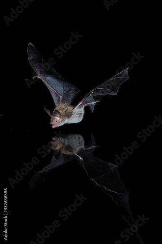 Fototapeta Naklejka Na Ścianę i Meble -  Bechsteins Bat Drinking