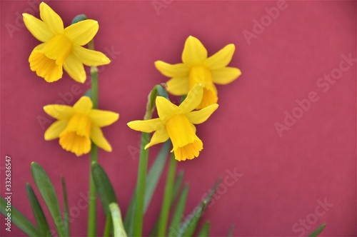 tete a tete daffodils on a coloured background photo