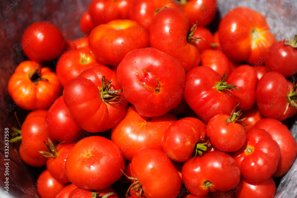 Santorini cherry tomatoes