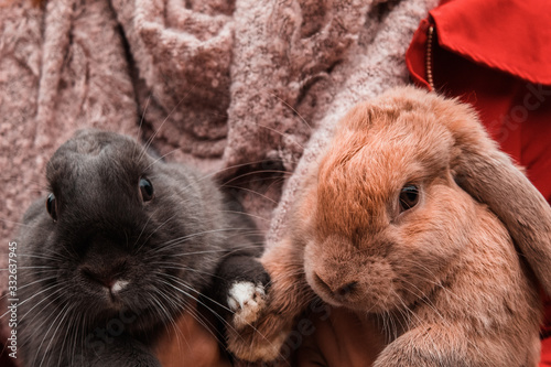Femme tenant deux lapins nains dans ses bras photo