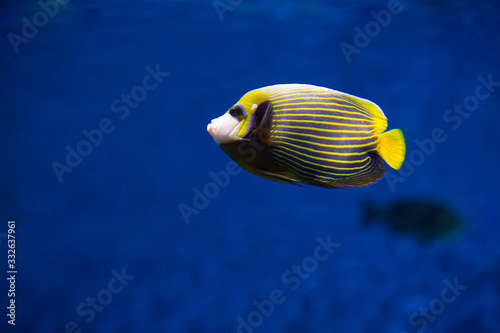 Imperial angel fish (Pomacanthodes imperator) in aquarium. Exotic fish underwater. Pomacanthus imperator. Emperor angelfish