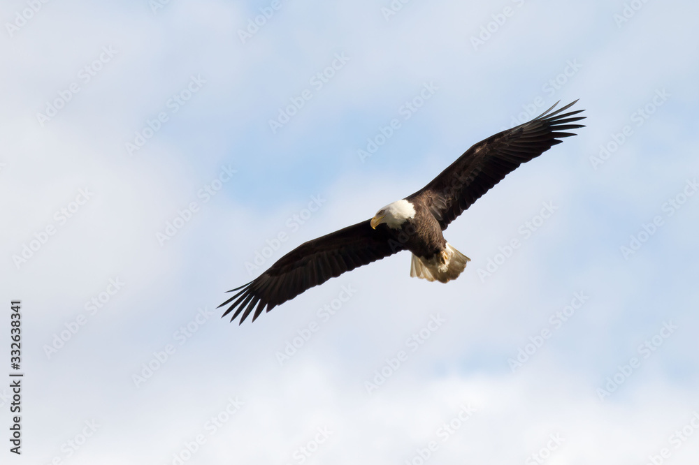 Fototapeta premium bald eagle in flight