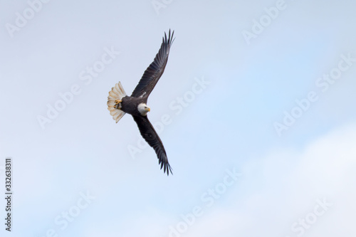 bald eagle in flight