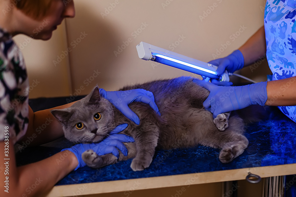 Examination of a white British cat for skin diseases and fungus under