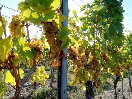 Bunches of grapes in the Slovak Tokaj valley. photo