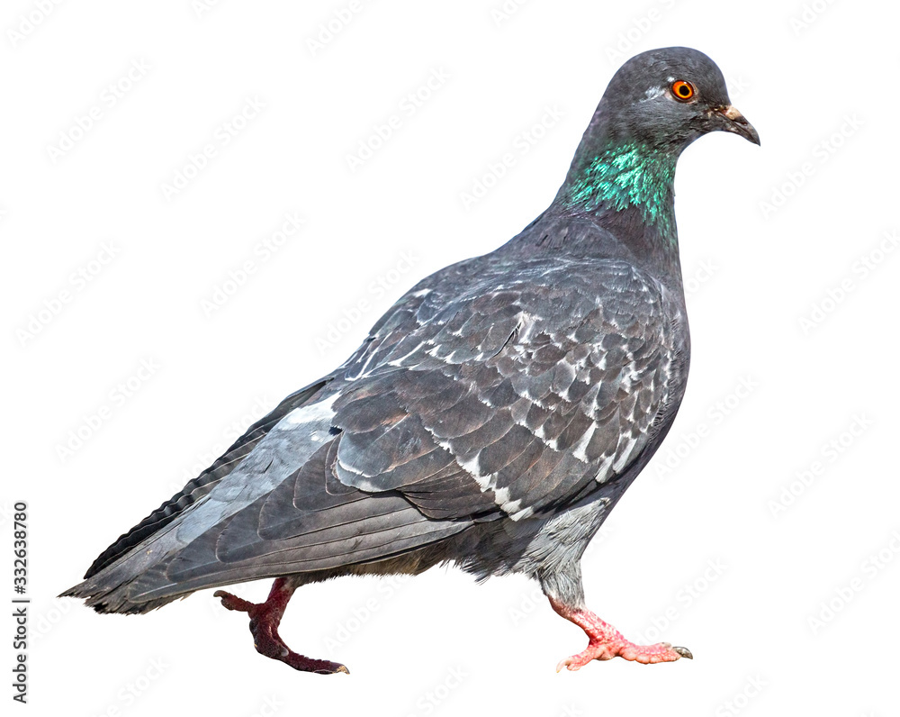 walking dove on white background