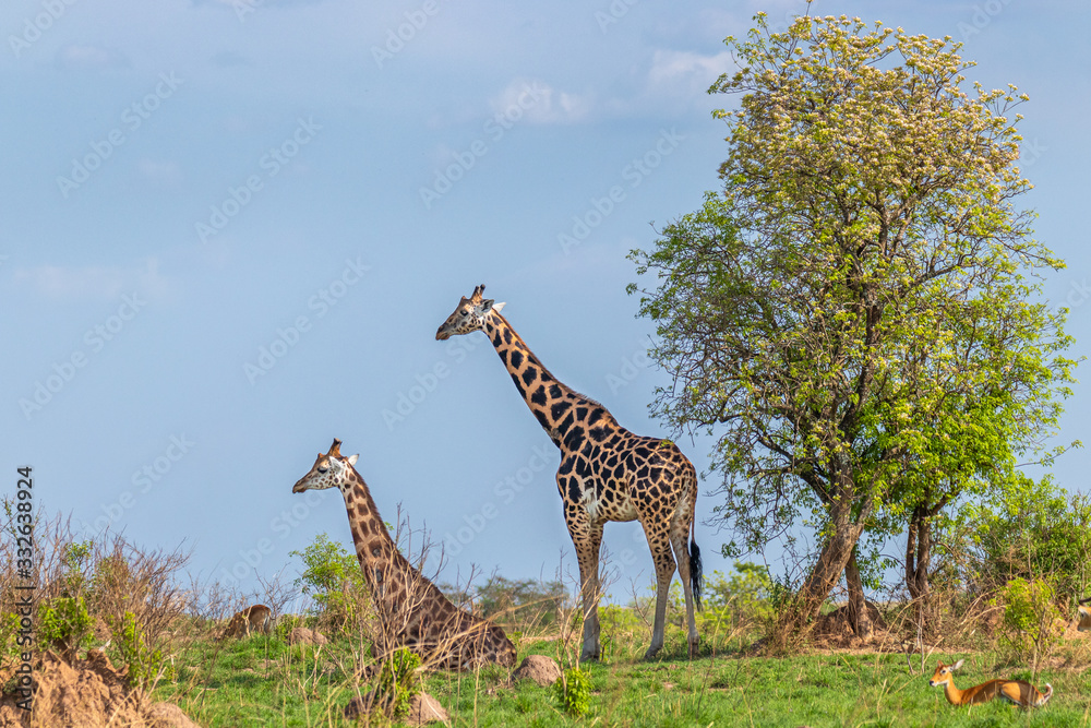 Fototapeta premium Two Rothschild's giraffe ( Giraffa camelopardalis rothschildi), one lying down, the other standing, Murchison Falls National Park, Uganda.