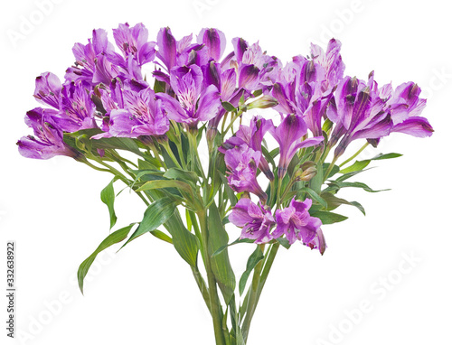 bunch of lilac freesia flowers isolated on white