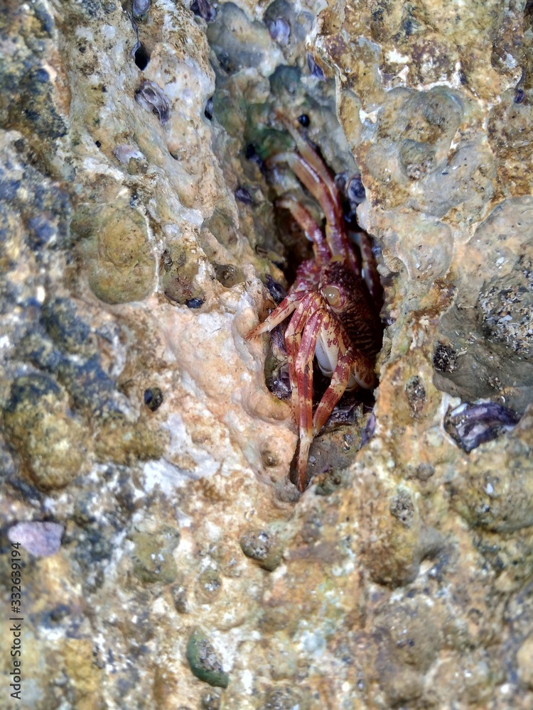 Crab in the nature background Crab in the nature background