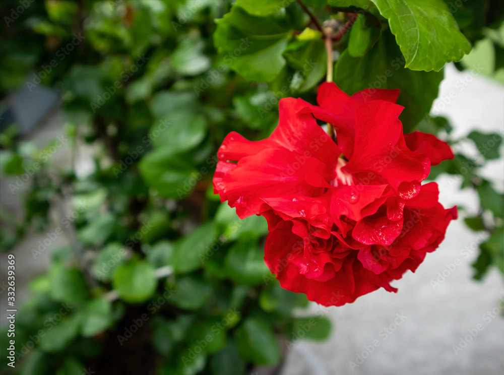 Closeup and blurred of red hibiscus flower with green leaves refreshing in the morning at garden.