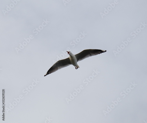 Seagull in full flight over a park lake in Melbourne Australia